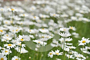 Chamomile field with flowers close-up in summer