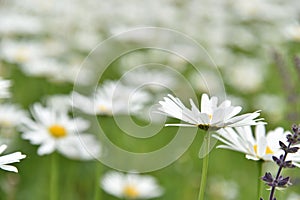 Chamomile field with flowers close-up in summer