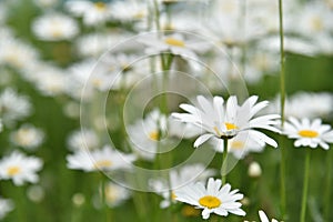 Chamomile field with flowers close-up in summer