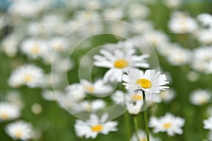 Chamomile field with flowers close-up in summer