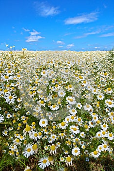 Chamomile, field or meadow with grass for flowers, plants or sustainable growth in environment. Sky in background