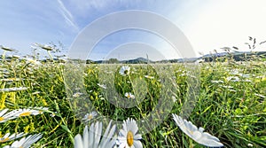 Chamomile field panorama. White daisy flowers in large field of lush green grass at sunset. Chamomile flowers field