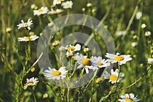 chamomile field in summer at noon