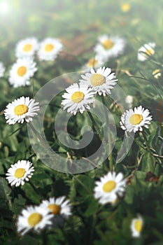 Chamomile field in sunlight dark green background