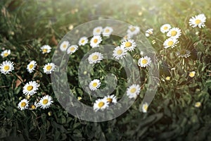 Chamomile field in sunlight dark green background