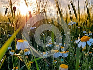 Chamomile field sunset