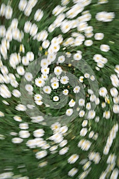 chamomile field from top with a twist zoom effect.