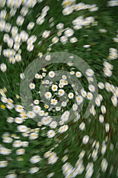 chamomile field from top with a twist zoom effect.