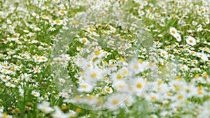 Chamomile field view of a daisy flowers. Wind blows on chamomile field. Chamomilla Recutita L.