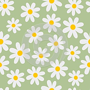 Chamomile. Florar seamless pattern. Green background. Vector