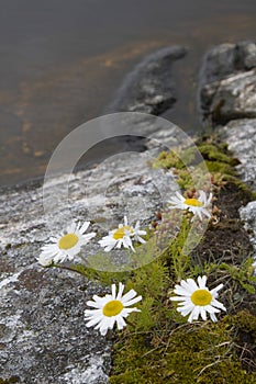 Chamomile flower