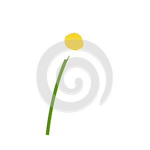 Chamomile flower