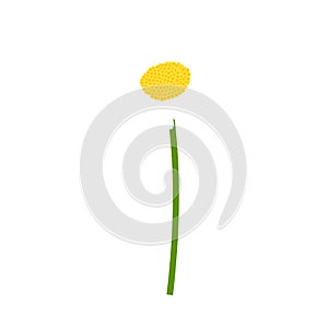 Chamomile flower