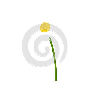 Chamomile flower