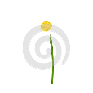 Chamomile flower