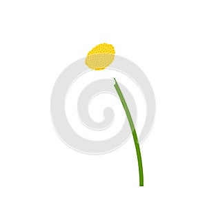 Chamomile flower