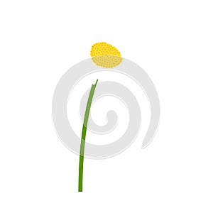 Chamomile flower