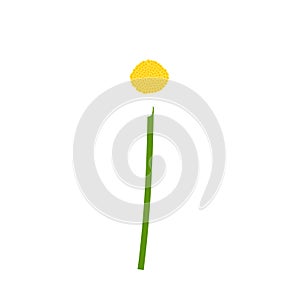 Chamomile flower