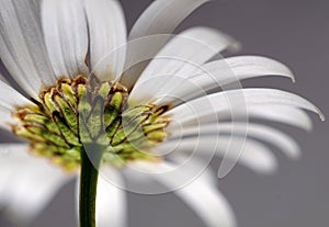 Chamomile flower