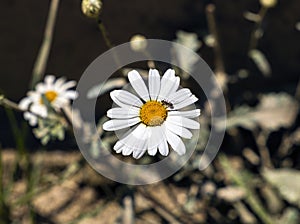 A chamomile flower with an ant on it wallpaper