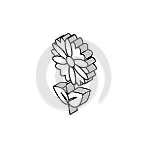 chamomile flower aromatherapy isometric icon vector illustration