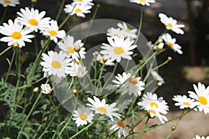 Chamomile flower. Chamomile under the sun.