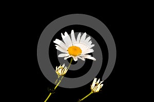 Chamomile flower on a black background