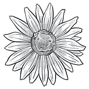 Chamomile flower in bloom monochrome sketch vector