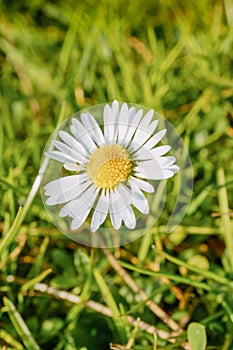 chamomile flower blooms on the street on a sunny day in spring