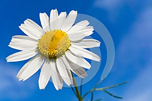 Chamomile flower with blue sky in background