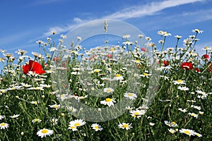 Chamomile flower and blue sky spring