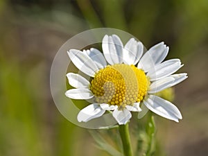 Chamomile flower on blurred green background. Feld flowers