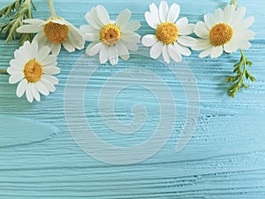 Chamomile flower border on a blue background season bouquet