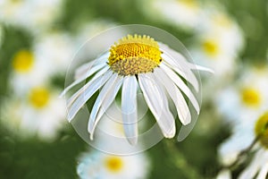 Chamomile flower close-up, Floral background, Spring concept