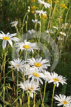 Chamomile flower close-up on a meadow. Flowers background.