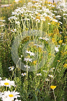 Chamomile flower close-up on a meadow. Flowers background.