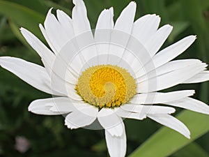 Chamomile flower - Daisy Floral background