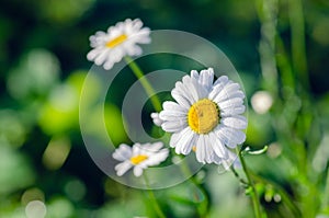 Chamomile flower with dew drops on white petals, close up