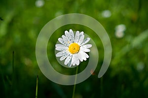 Chamomile flower with drops of water on the white petals after rain on the green background