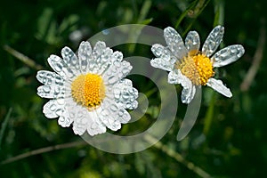 Chamomile flower with drops of water on the white petals after rain on the green background