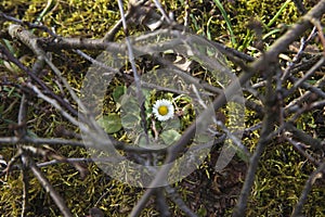 Chamomile flower, among the dry branches of a tree.