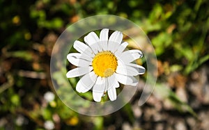 Chamomile flower. Extreme close-up Daisy Camomile. Solar illumination.