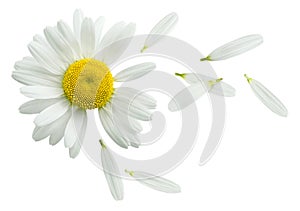 Chamomile flower flying petals isolated on white background