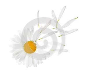 Chamomile flower with flying petals on white background photo
