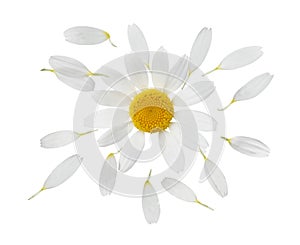 Chamomile flower with flying petals