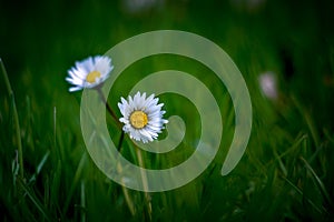 chamomile flower in the grass