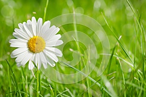 Chamomile flower on grass field