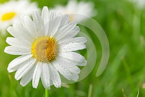 Chamomile flower on grass field