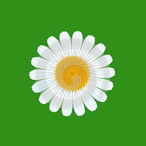 Chamomile flower on green background, as Template for packaging Tea, Cosmetics, Medicines, biological additiv