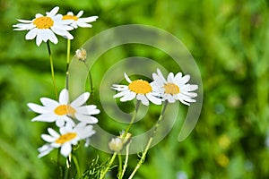 Chamomile flower with green background. Macro shot about a white chamomile flower with green background in the garden